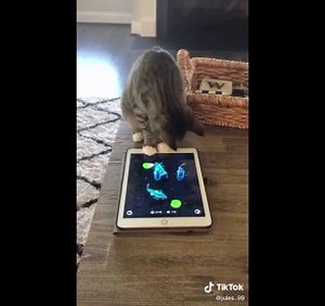 "2024's Funniest Animal Videos: Hilarious Cats and Dogs Compilation!"