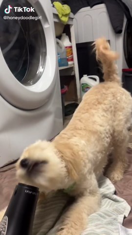 Understanding Your Goldendoodle's Quirky Behavior