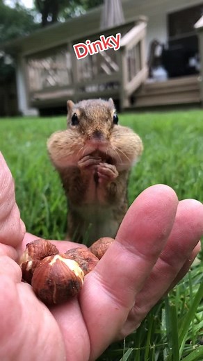 Dinky#foru #animal #cuteness #nature #chipmunk