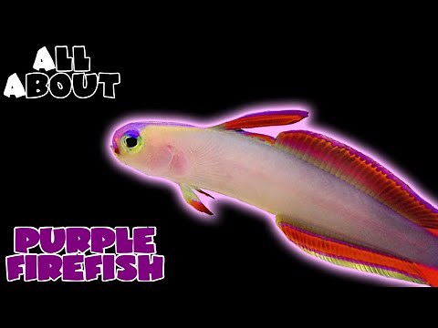 All About The Purple Firefish