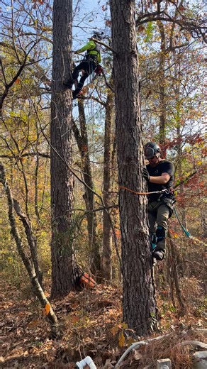 1.5K views · 15 reactions | One down  #atlastreeco #pinetree #treeclimber | Atlas Tree Company | Facebook