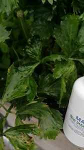 331 reactions · 26 shares | The effects of Bio insecticide soap (acts as an sticking agent) on aphids and ants. This insecticide soap is based on oils and not chemical detergents. I can see many people using liquid vessel and javel etc on plants which not environmental friendly and also not safe for humans & aquatic animals. Target early stage pests like mealy bugs, aphids, larvae, spider mite and thrips. | MauGreen Aquaponics | Facebook