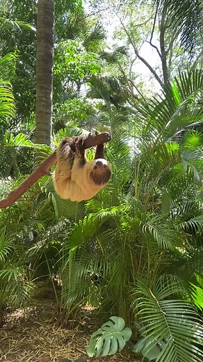 Meeting Luey: A Sloth Encounter at Discovery Cove