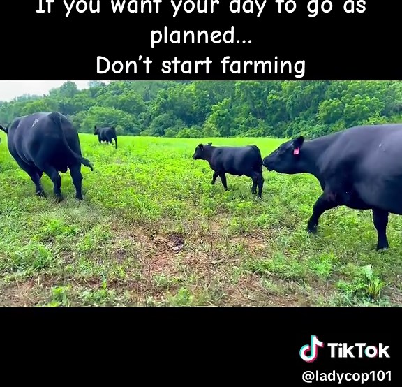 Ladycop101 on TikTok