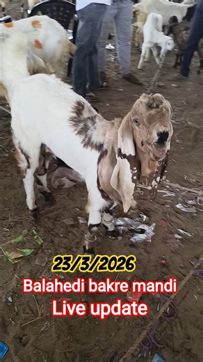 balahedi bakre mandi live update video coming inshallah#shorts #goat #goats