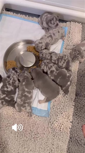 Lisa french bulldogs (@lisa.french.bulld)’s videos with original sound - Lisa french bulldogs