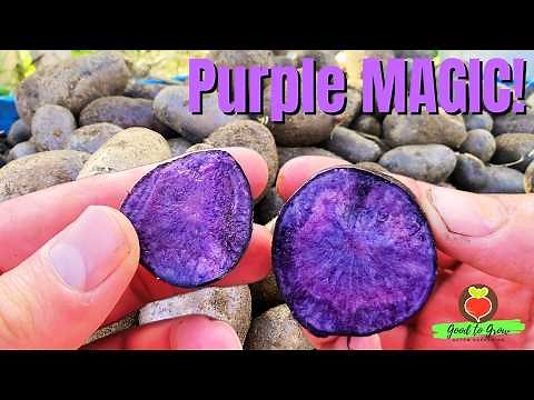 You'll Want to Grow These Purple Magic Molly Potatoes! | Potato Harvest