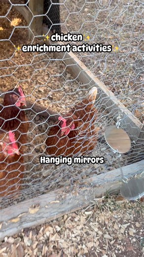 ✨Chicken enrichment activities✨ Enrichment activities for your chickens help to stimulate their brains 🧠 🐓 making them happier by reducing stress and boredom ☺️ what are some of your chickens favorite activities?! #chickens #chickenenrichment #homesteadlife #happychickens #happyhens | Maddie Boulter