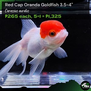 RED CAP ORANDA 3.5-4" | Got Fish