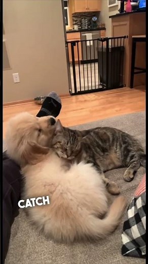 Their dog and cat have become best friends ❤️