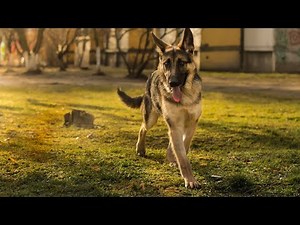 Why Does My German Shepherd Whine? 🐾