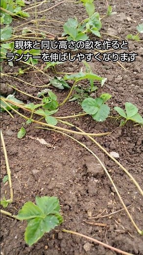 #2【いちご100株計画】【4株から100株を目指す！いちご苗の増やし方🍓】