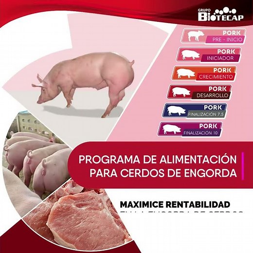 PRE-MEZCLAS DE MINERALES Y VITAMINAS PARA CERDOS EN CICLO COMPLETO