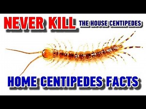 NEVER Kill The House Centipedes - Home Centidedes Facts