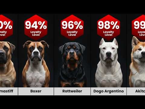 Dog Breeds That Would Wait for You Forever! Loyalty Ranking