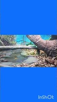 Rattlesnake and Corn Snake at Australia Zoo. Enjoy 🙂.