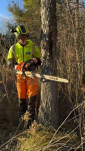 Using the tongue and groove felling method on this dead elm. Important skill or just a party trick? While not a technique to use when cutting valuable timber, it can have its uses when needing to prevent log roll in confined drop zones - and it looks cool, too! For a free quote on your tree project: 📞 613-893-TREE (8733) 📧 greg@forestroadtreecare.ca 🖥️ www.forestroadtreecare.ca #treelife #treecareindustry #treebusiness #treework #treeworker #treeclimbing #treeclimber #treefelling #treefaller 
