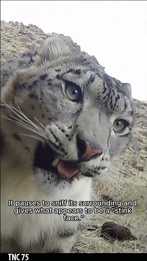 Up Close with Snow Leopards