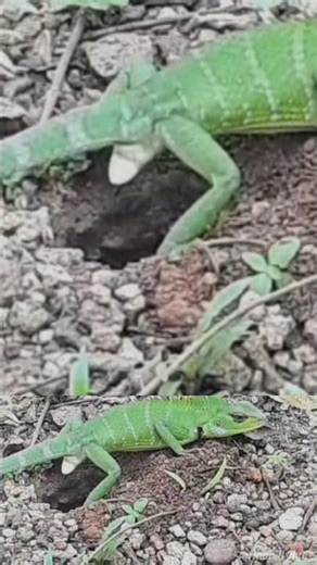 lizard laying eggs #viral #shorts