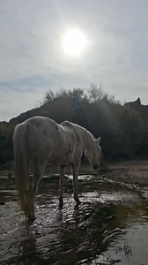 Take a couple of minutes out of your day..watch this, volume up and enjoy a moment. | Jacobs Ridge Animal Sanctuary