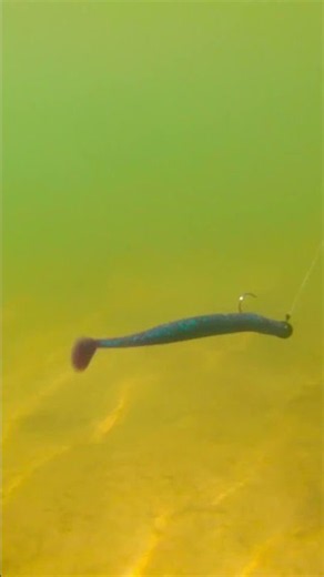 🐟👀 Eat This or No? | Swimming Worms | From Bass Fishing School Ep. 6