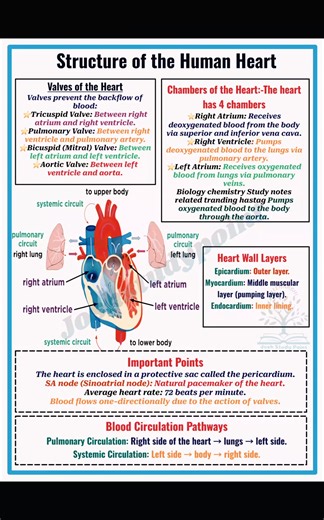 4 chambers, valves for direction, and rhythmic contraction — the human heart is a powerful muscular pump that keeps life flowing.” #StructureOfHeart #HumanHeart #HeartAnatomy #BiologyReels #NEETBiology #CardiovascularSystem #ImportantForNEET #StudyReels #HumanPhysiology #fblifestyle | Josh Study point
