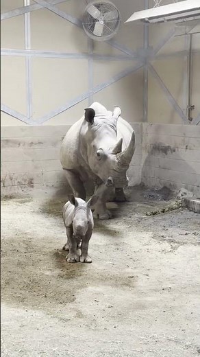 Southern white rhino calf born at Fresno Chaffee Zoo