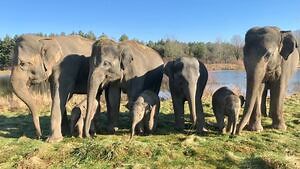Trainer attacked by elephant at African Lion Safari
