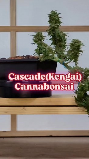 3.8K views · 111 reactions | A cascade bonsai (or kengai in Japanese)...