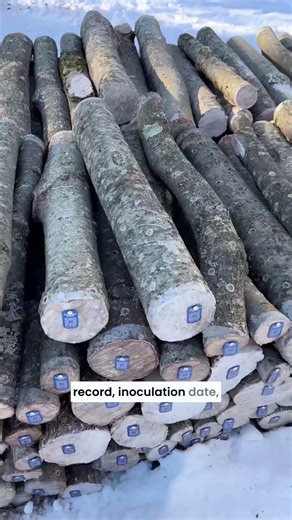 How We Keep Track of 500+ Mushroom Logs