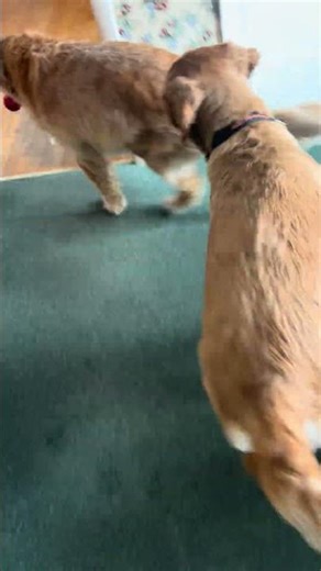 Golden Retriever party!