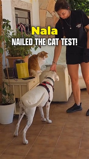 Yesterday I helped Boxer Friends Spain by testing one of their Boxers with cats to help find her the right home. Meet Nala - a small, super-cute girl around 7–8 years old 💕 I’m very lucky to have a brilliant stooge cat! The dog’s first reaction tells me what to do next, but safety and management always come first. My cat always has high places to retreat to, and I never start with her on the ground. The dog is on a harness and lead, never a collar - if they lunge and feel neck pressure, it can 
