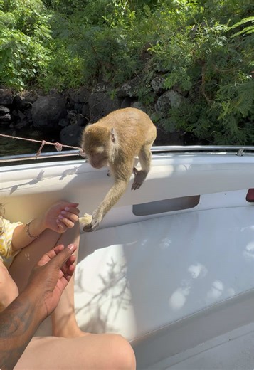 Unexpected Encounters: Monkeys on the 5 Islands Tour