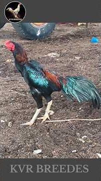 //KVR BREEDES#thanks to all 🙏