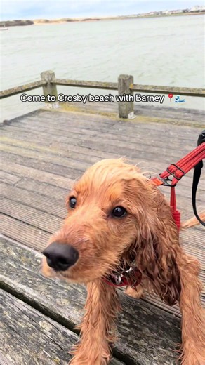 Very Windy beach day today 💨🌊🐾 #fyp #cockerspaniel #beach #crosby