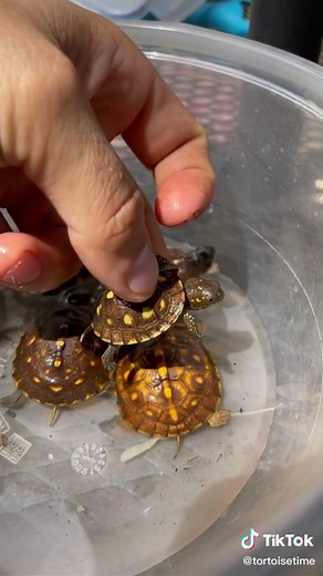 TORTOISETIME on TikTok