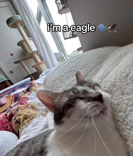 🦅 #cat #car #cats #gato #eagle #gatos #yourdailygato