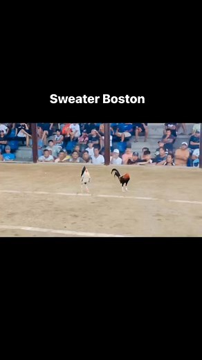 Wpc 11 stag derby | Herschel Asuten