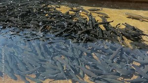 Trout farming. Trout in fish farms. Trout production in pond raceway