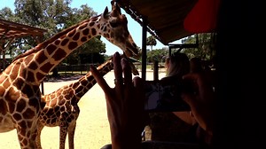 Now THIS is a video your Facebook friends will envy! Choose your safari option at www.GiraffeRanch.com. Then call us at 813-482-3400 to customize your day on the ranch. Be sure to say you found us on Facebook! | Giraffe Ranch