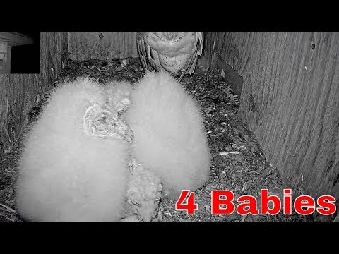 So Fluffy! 🦉 4 Baby Barn Owls Cuddle Together | Adorable Animal Moments