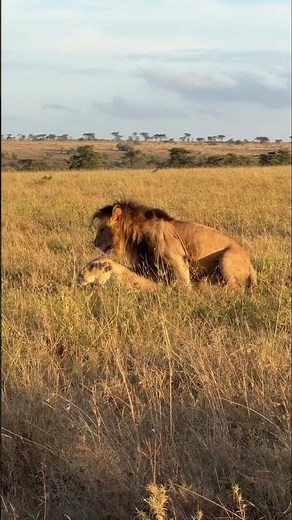 lions mating like humans - Welcome to African Safari Guide