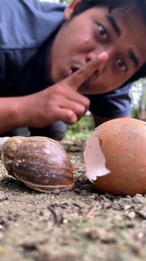 cute hermit crab comes out of egg shell because there is snail in front#shorts