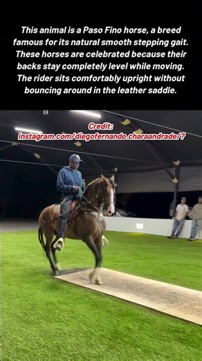 The Incredible Rhythm Of A Traditional Colombian Paso Fino Horse