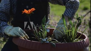 Little cute girl is planting flowers to the pot in the family garden. Child gardening hobby
