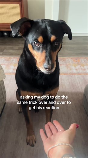 Hilarious Dogs: The Funniest Moments Unleashed