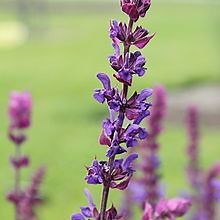 Salvia nemorosa - Alchetron, The Free Social Encyclopedia