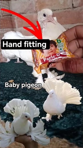 Amazing White Kabutar 🕊️😍 Fancy Pigeon Feeding Time #pigeon #birds #trend #xbox