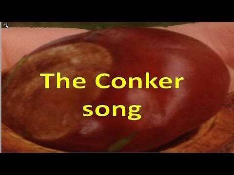I've got a conker