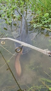 Most intelligent Fish #fish #fishing #reels | Epic Fish Catcher FB